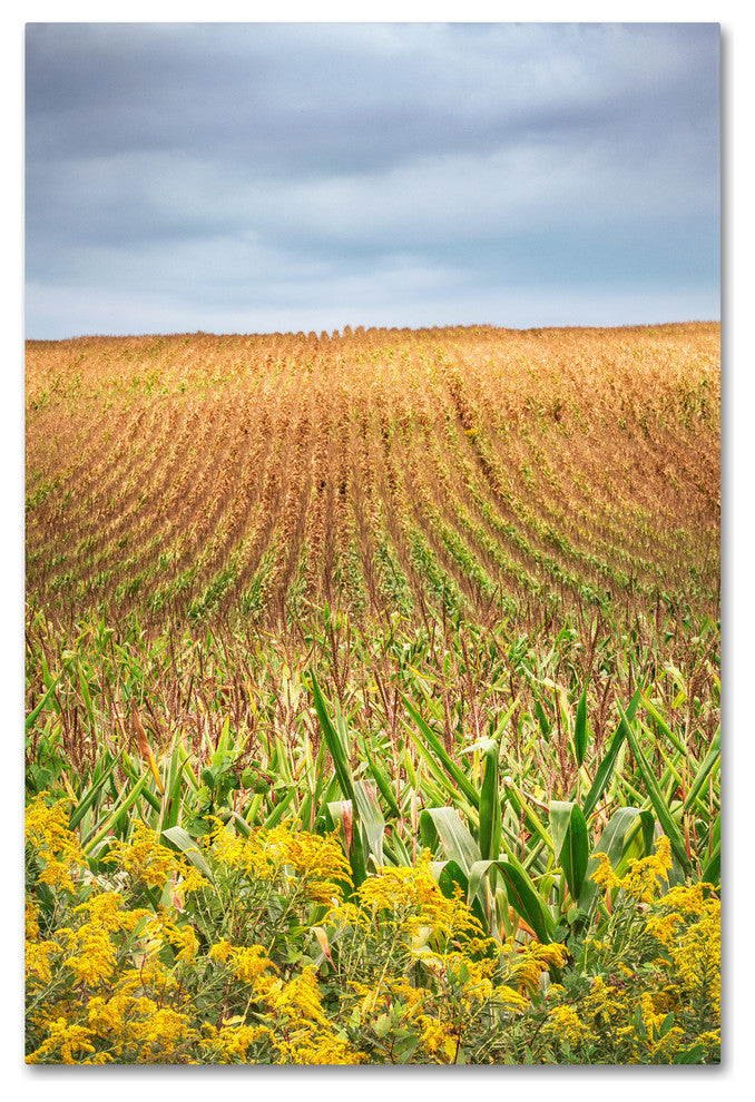 Jason Shaffer 'Corn Field' Canvas Art, 12x19