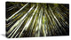 "Long Bamboos in Bamboo Forest" Forest Canvas Wall Art Print, 32"x16"