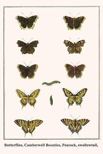 Butterflies, Camberwell Beauties, Peacock, Swallowtail