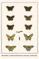 Butterflies, Camberwell Beauties, Peacock, Swallowtail