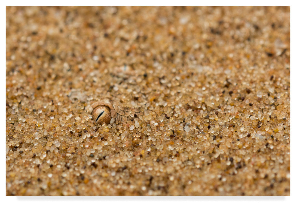 Ira Aschermair 'I See You Snake' Canvas Art, 32"x22"