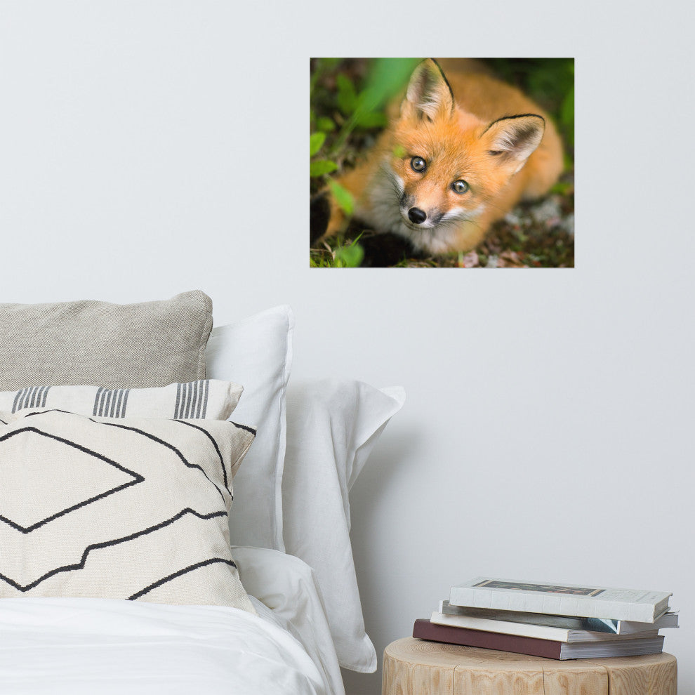 Young Red Fox Face Animal Wildlife Nature Photograph Loose Wall Art Print, 16" X 20"