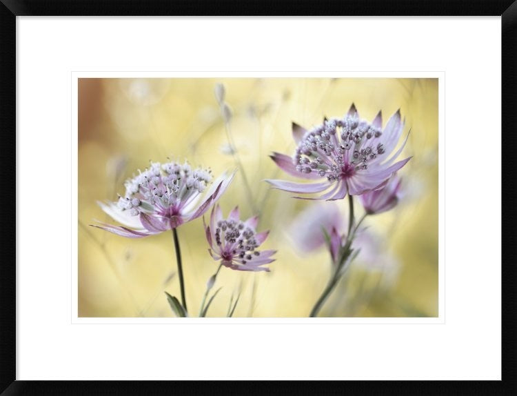"Astrantia Major" Framed Digital Print by Mandy Disher, 26"x20"