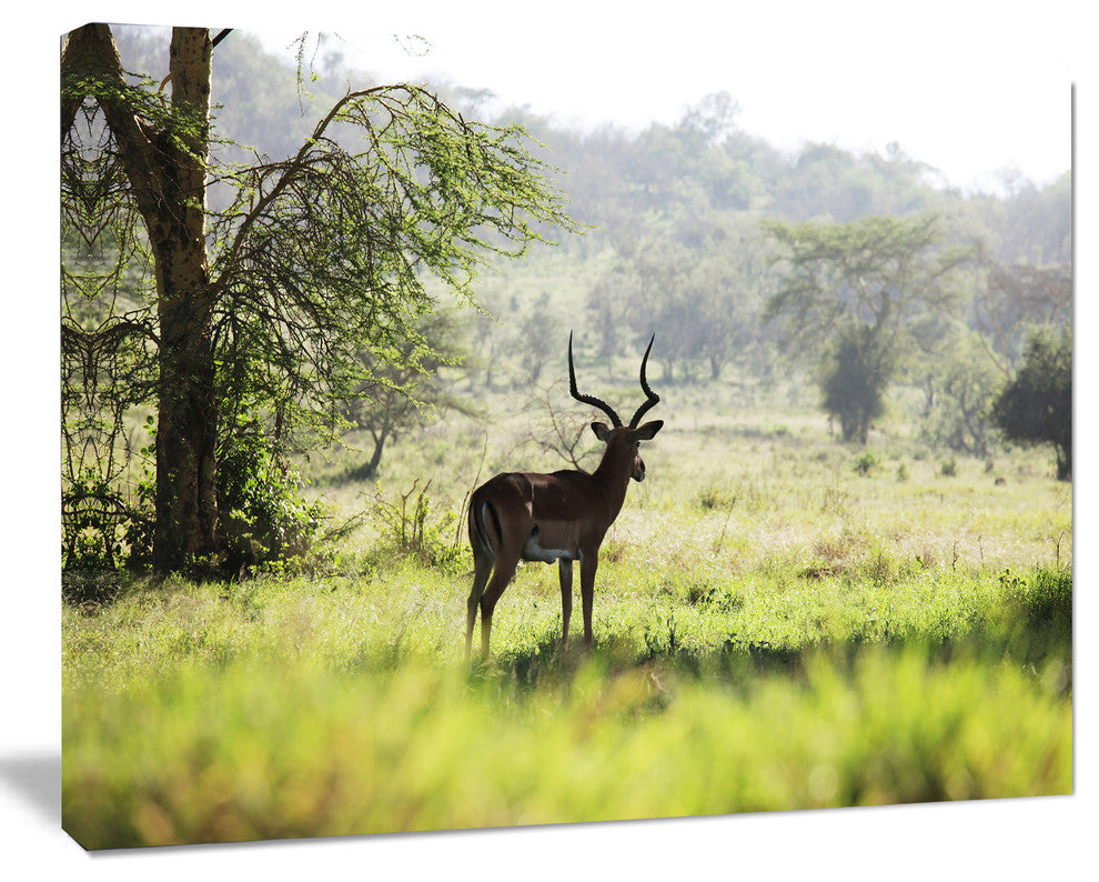 Solitary Antelope in Green Park, African Landscape Canvas Art Print, 40"x30"