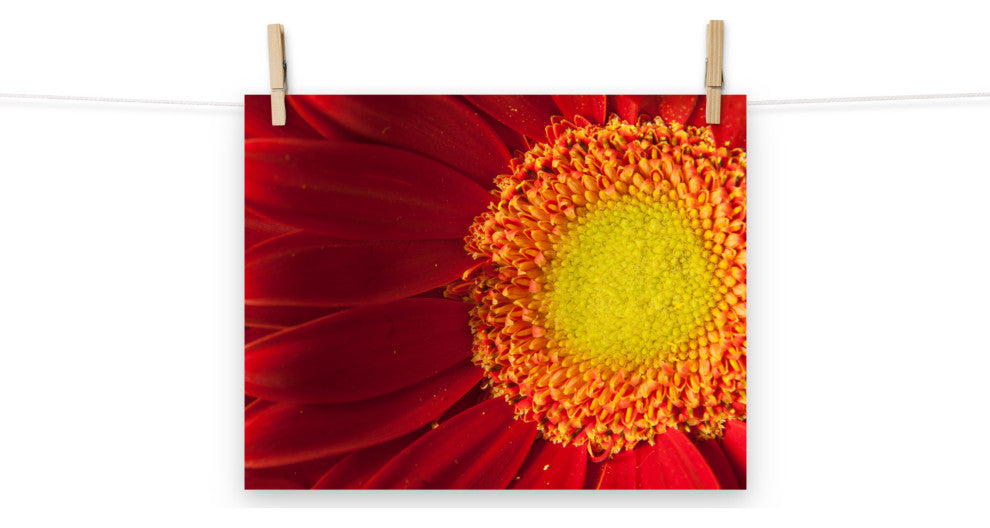Nature's Beauty Nature Photography, Floral Unframed Wall Art Print, 11" X 14"