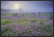 Sand Verbena Flower Field At Sunrise In Fog, Hill Country, Texas, 24"x16"