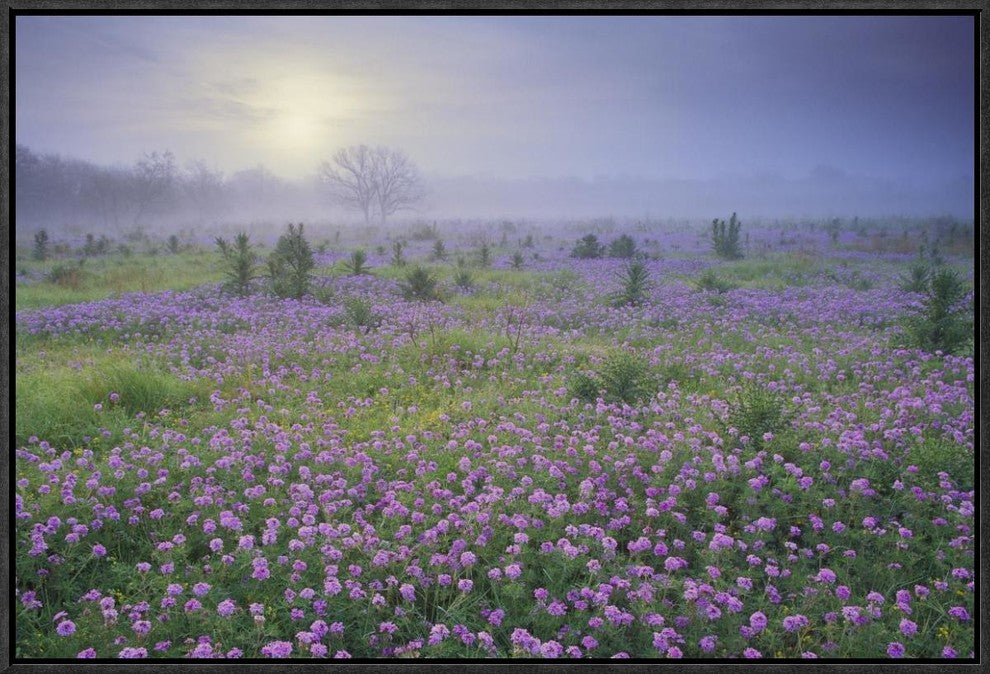 Sand Verbena Flower Field At Sunrise In Fog, Hill Country, Texas, 24"x16"