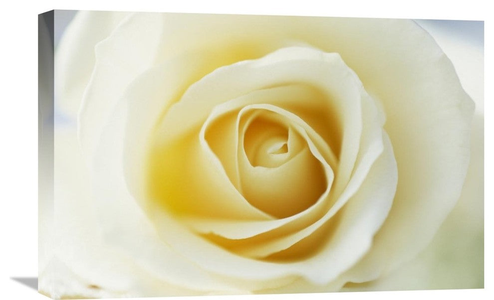 "Rose close up of white Rose in bloom" Canvas Giclee by Jan Vermeer, 24"x16"