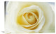 "Rose close up of white Rose in bloom" Canvas Giclee by Jan Vermeer, 24"x16"