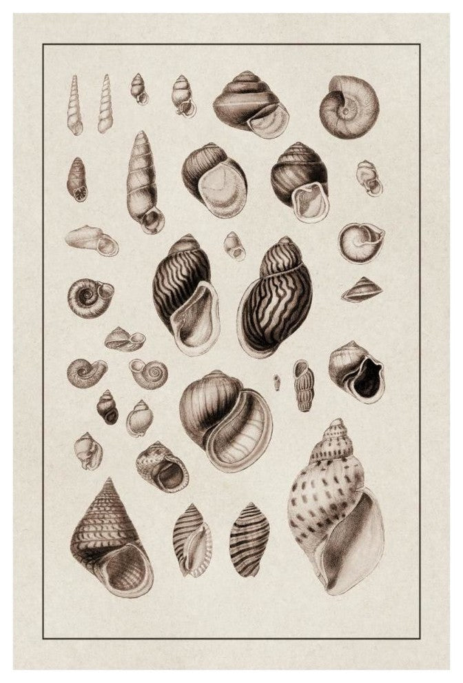 "Shells: Sessile Cirripedes #2 (Sepia)" Paper Print by G.B. Sowerby, 42"x62"