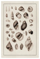 "Shells: Sessile Cirripedes #2 (Sepia)" Paper Print by G.B. Sowerby, 42"x62"