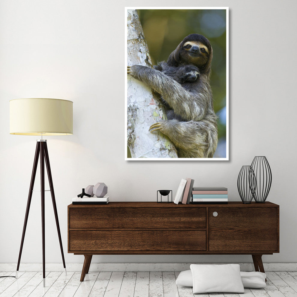 "Brown-throated 3-toed Sloth, baby, Aviarios Sloth Sanctuary" Paper Art, 42"x62"