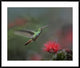 Rufous-Tailed Hummingbird At Fairy Duster Flower, Costa Rica, 41"x34"
