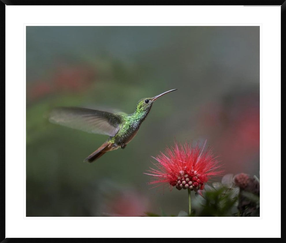 Rufous-Tailed Hummingbird At Fairy Duster Flower, Costa Rica, 41"x34"
