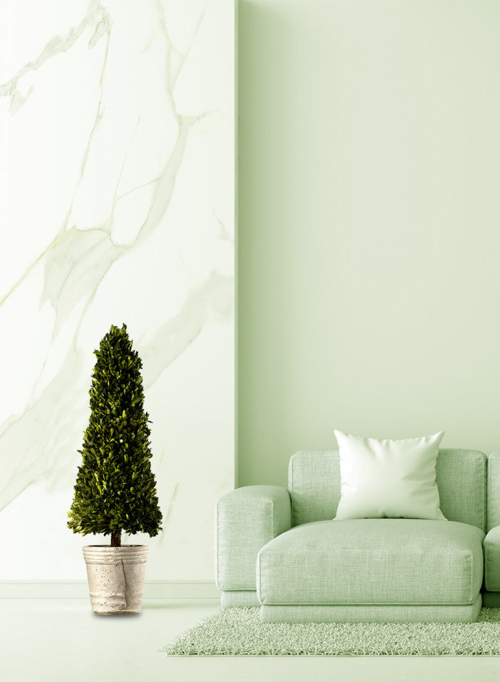 Serene Spaces Living Preserved Boxwood Cone Topiary in a Pot, 31.5" H & 9" D