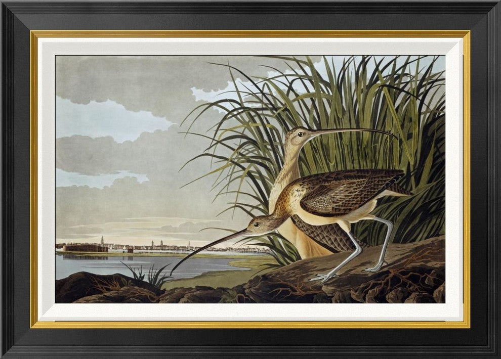 "Male and Female Long-billed Curlew"  by John James Audubon, 28x20"