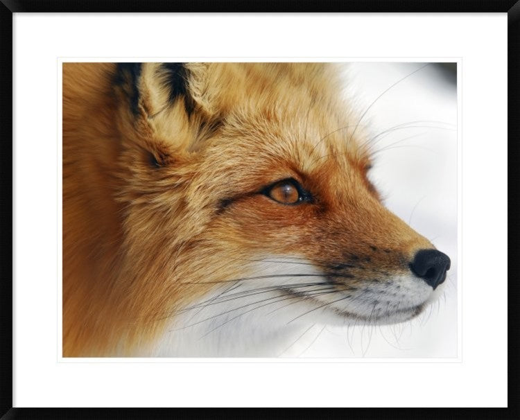 "Red Fox" Framed Digital Print by Alain Turgeon, 32x26"