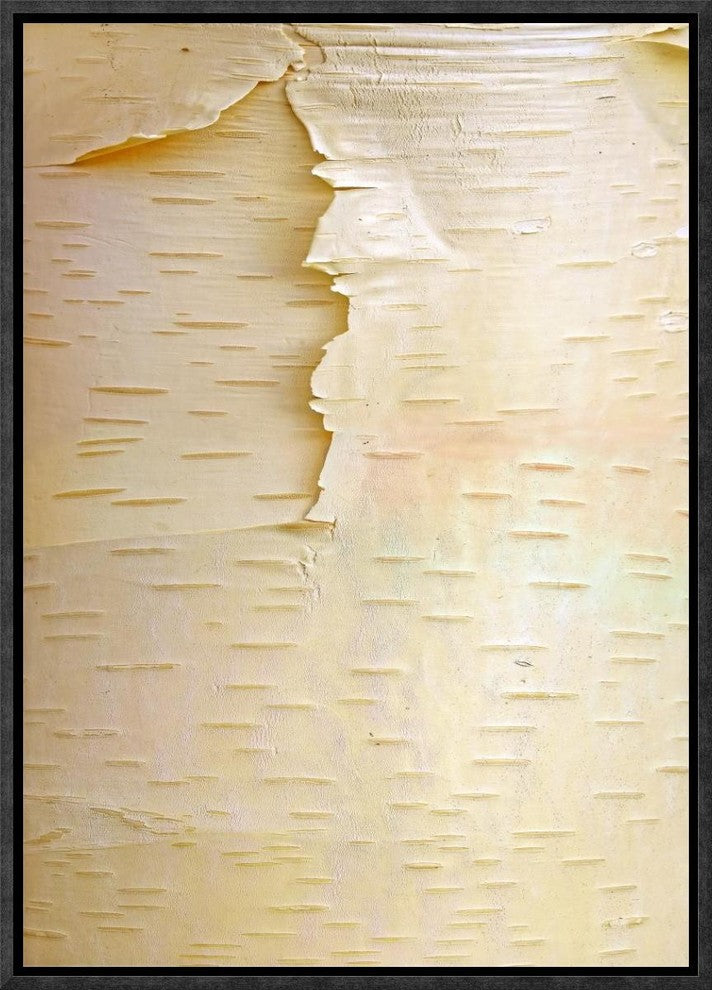 "Birch close up of tree trunk, North America"  by Tim Fitzharris, 12x17"