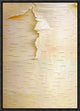 "Birch close up of tree trunk, North America"  by Tim Fitzharris, 12x17"