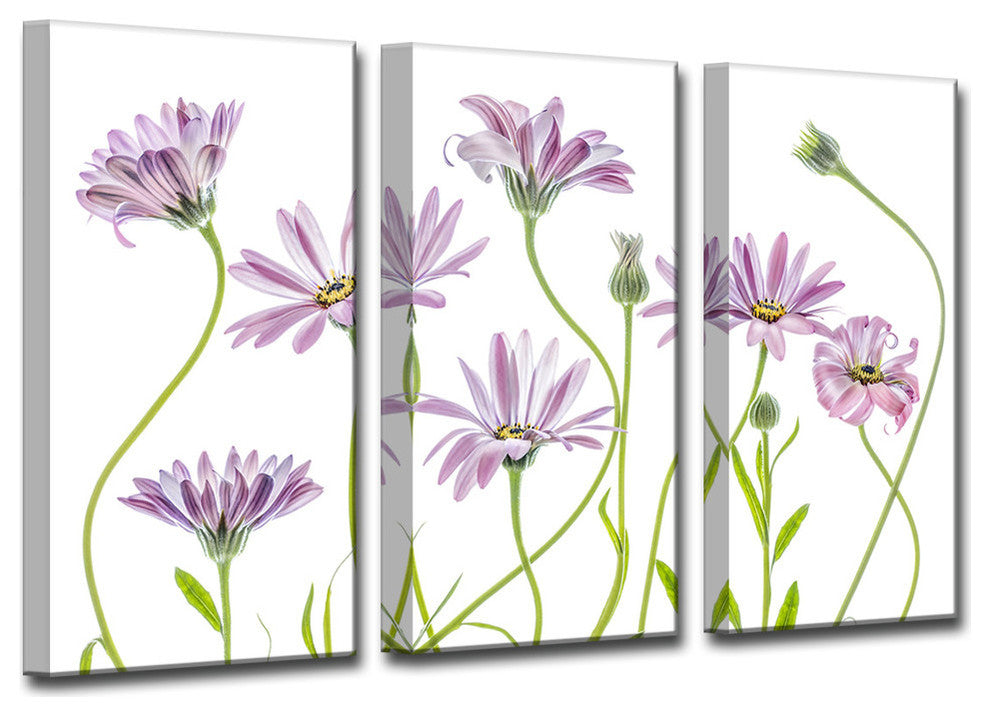 Ready2HangArt 'Cape Daisies I' 3-Piece Canvas Wall Decor Set, 36"x24"