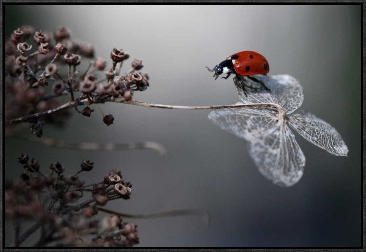 "Ladybird On Hydrangea." Framed Canvas Giclee by Ellen Van Deelen, 31x21"