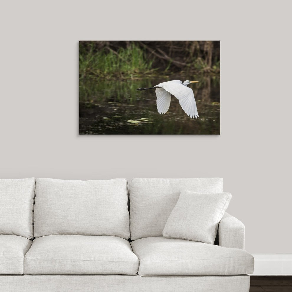 "Great White Egret" Wrapped Canvas Art Print, 36"x24"x1.5"