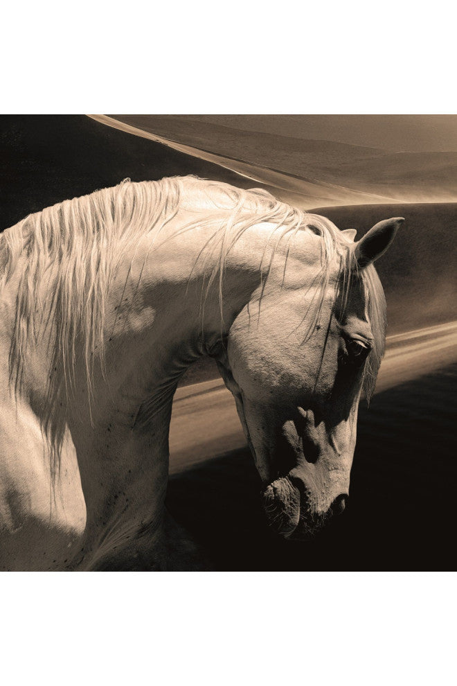 Black And White Photographic Artwork | Andrew Martin Arabian Horse, 59" X 59"