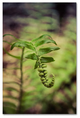 PIPA Fine Art 'Growth of the Forest Floor' Canvas Art, 47x30