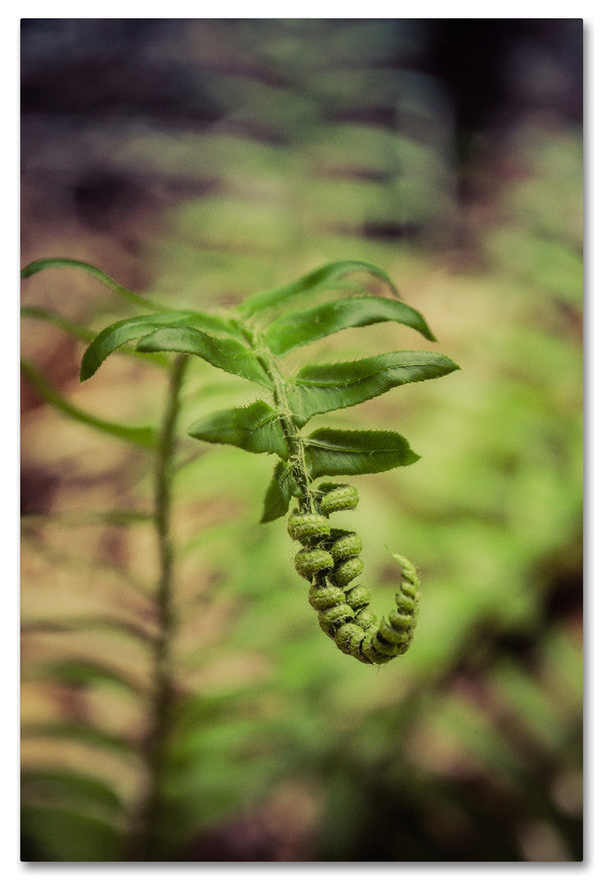 PIPA Fine Art 'Growth of the Forest Floor' Canvas Art, 47x30