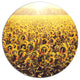 Blooming Sunflowers At Sunset, Landscape Disc Metal Artwork, 23"