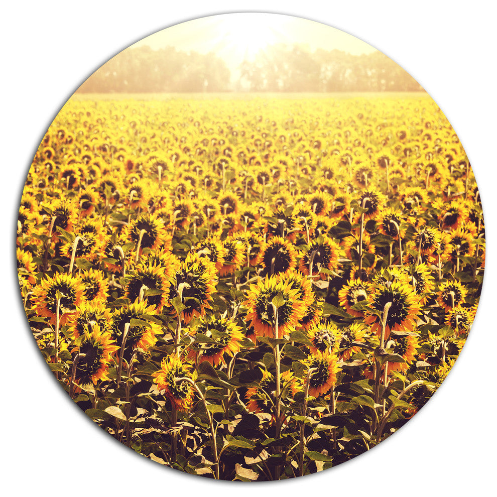 Blooming Sunflowers At Sunset, Landscape Disc Metal Artwork, 23"