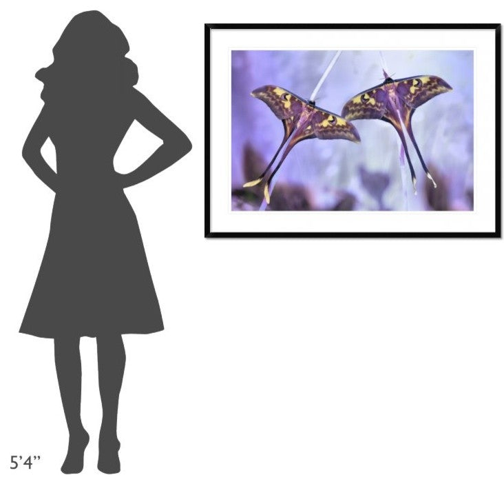 "Actias" Framed Digital Print by Jimmy Hoffman, 44x32"