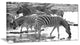 Herd of Zebra Black and White, African Canvas Art Print, 32"x16"
