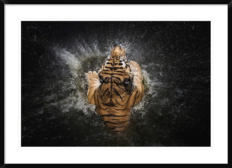 "Tiger Splash" Framed Digital Print by Win Leslee, 44x32"