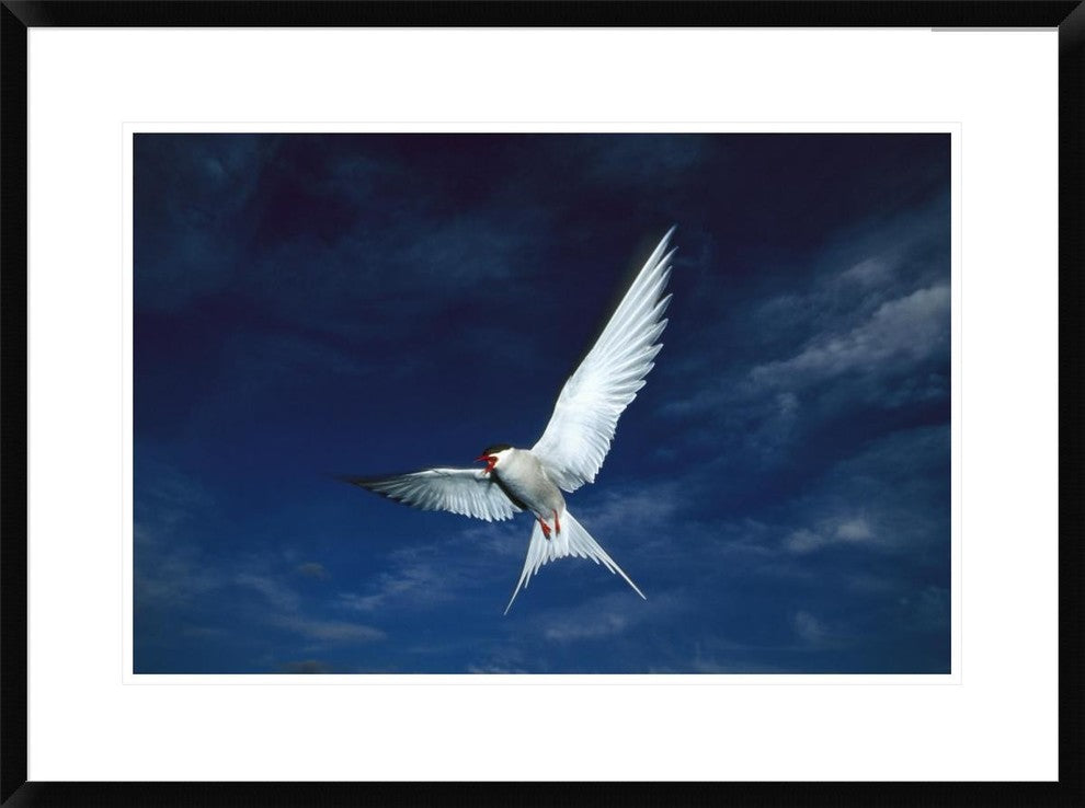 "Arctic Tern flying,  Alaska" Framed Digital Print by Michael Quinton, 32x24"