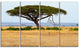 Acadia Tree and Cheetah in Africa, Landscape Canvas Art, 48"x28", 4 Panels