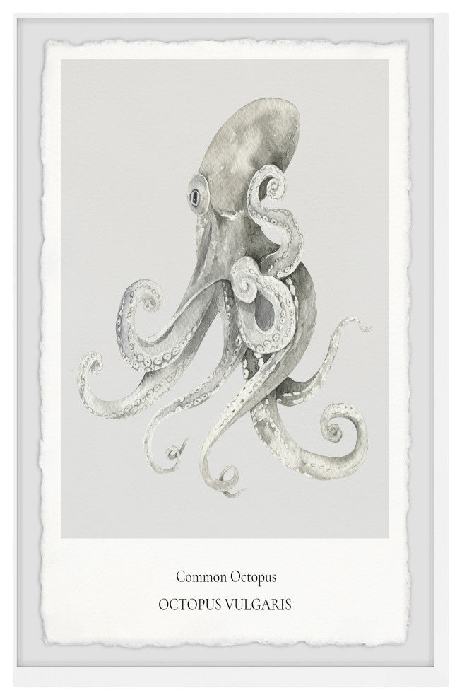"Octopus Vulgaris" Framed Painting Print, 8x12