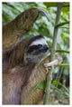 "Brown-throated 3-toed Sloth male, Aviarios Sloth Sanctuary" Paper Art, 42"x62"