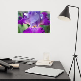 Glowing Iris Nature Photography, Floral Unframed Wall Art Print, 12" X 18"