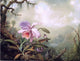 Martin Johnson Heade Heliodore's Woodstar and a Pink Orchid21" x 28 Print