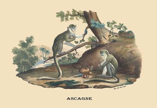 Singes (Monkeys)- Fine Art Giclee Print 24" x 36"