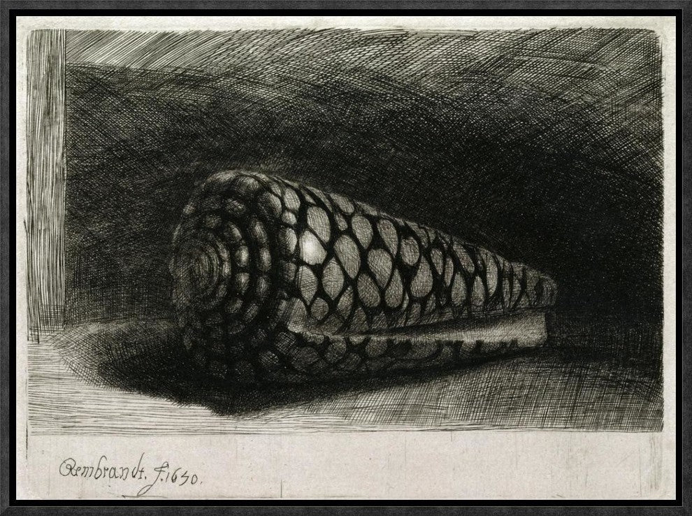 "The Shell (Conus Marmoreus)" Framed Canvas Giclee by Rembrandt Van Rijn, 17x12"