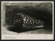 "The Shell (Conus Marmoreus)" Framed Canvas Giclee by Rembrandt Van Rijn, 17x12"