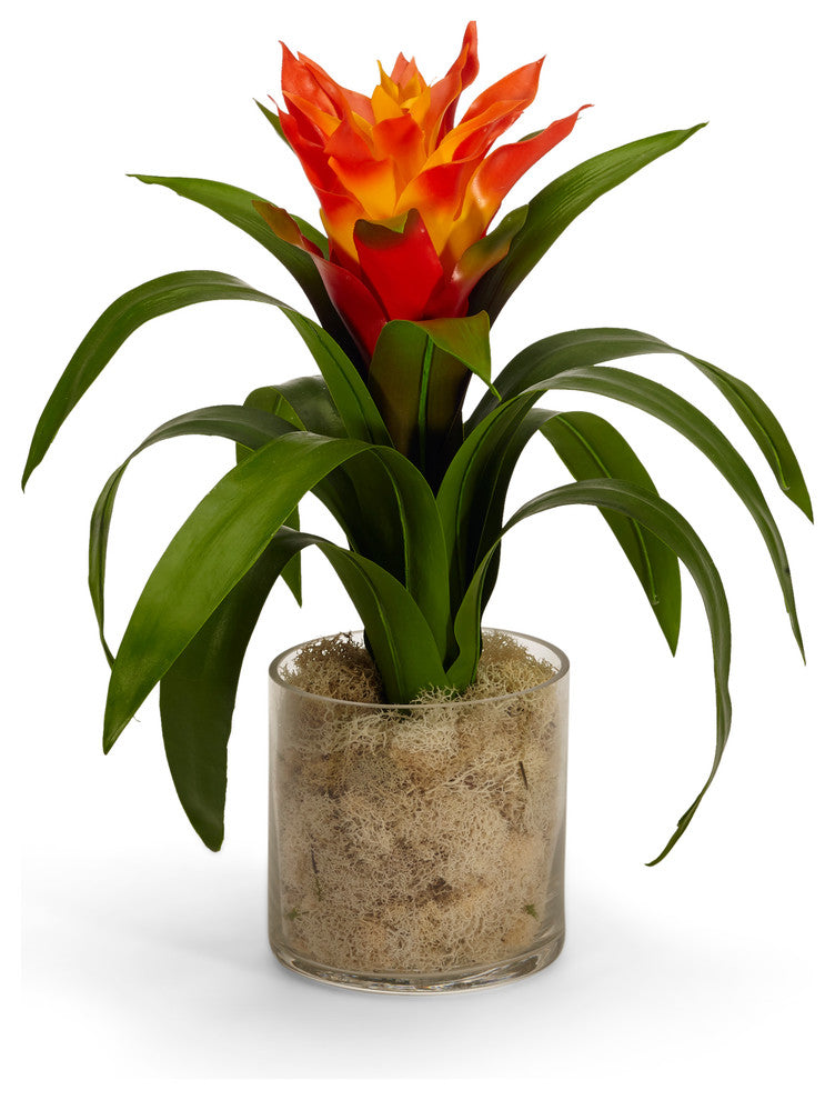 Bromeliad in Glass Vase With Moss, Orange