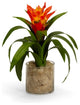 Bromeliad in Glass Vase With Moss, Orange