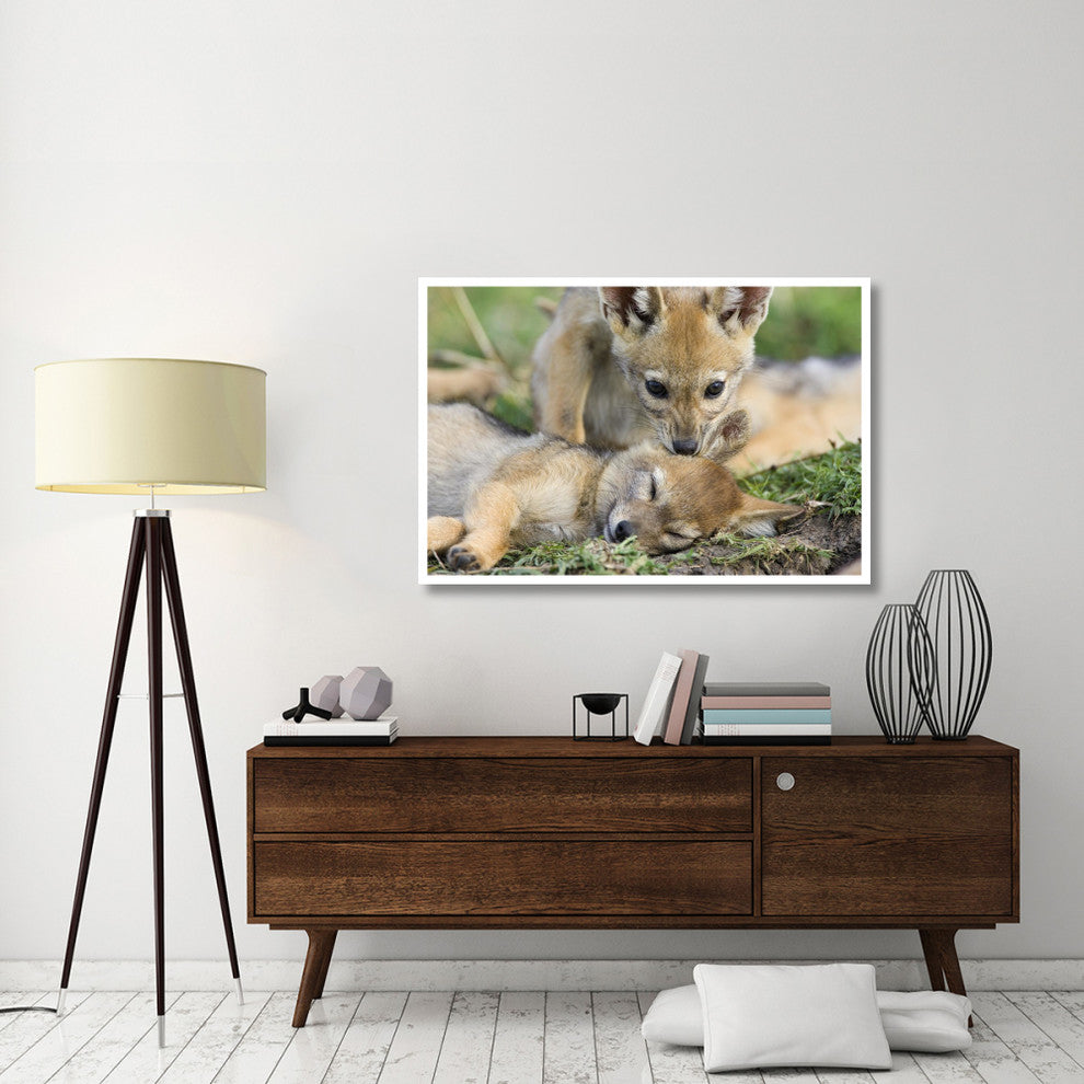 "Black-backed Jackal pups, 6 weeks old, playing, Masai Mara" Paper Art, 50"x34"