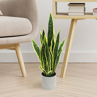 Lifestyle image showing the plant in a real room context with furniture.
