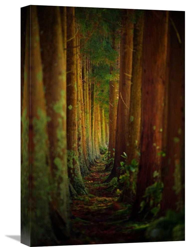 "Forest" Stretched Canvas Giclee by Rui Caria, 15x22"