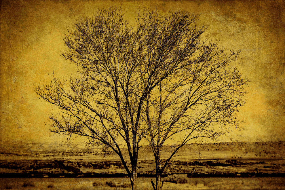 "Entwined Trees" Painting Print on Canvas by Malek