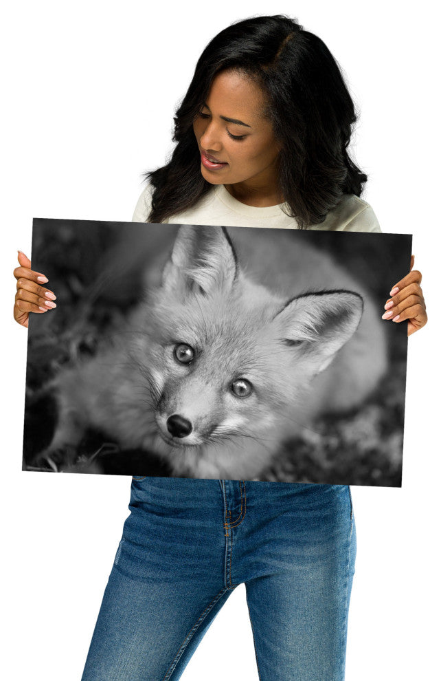 Young Red Fox Face Black & White Animal Wildlife Photograph Loose Wall Art Print, 12" X 18"